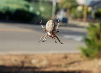 It’s Crazy Spider Dance Time; Orb Weaver Season is Back!