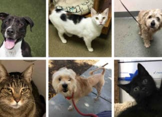 County Waives Pet Adoption Fees for Clear the Shelters Day