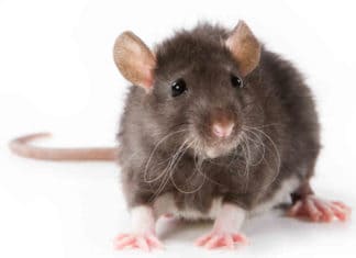 “California Is Being Overrun By Rodents” – And In This Case We Aren’t Talking About The Politicians