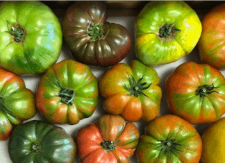 Valdivia Farms Delivers With Heirloom Tomatoes