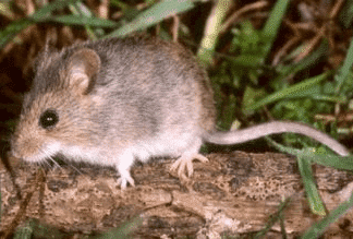 Mouse in Escondido Tests Positive for Hantavirus