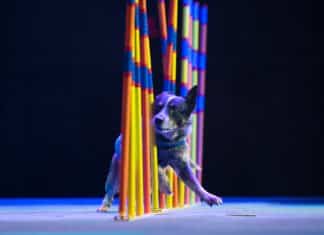 “Paw-tastic” Stunt Dog Show is Coming to Escondido!