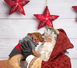 Pet Photos With Santa, Music, Vendors, Raffles, Parade