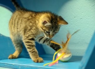 Five Ways to Support Shelter Animals if You’re Not Ready to Adopt