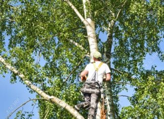 Tree Trimming Schedule for City of Vista