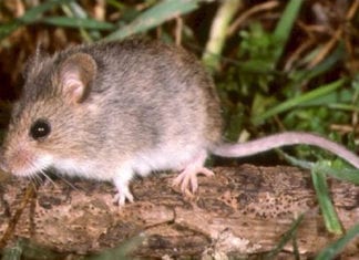 Three Wild Mice Test Positive for Hantavirus in Carlsbad