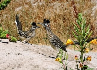 City of Carlsbad New Habitat Purchased