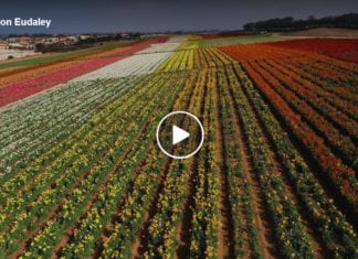 San Diego March 2020 During Quarantine Video