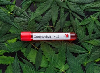 Scientists Believe Cannabis Could Help Prevent and Treat Coronavirus