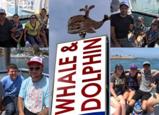 Father’s Day Whale & Dolphin Tours June 21st