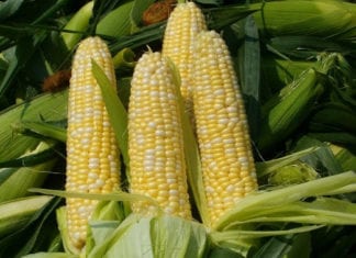 Carlsbad Farmers’ Market Today 3pm