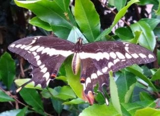 Sept 12th, Saturday Kids in the Garden “Bugs & Butterflies”