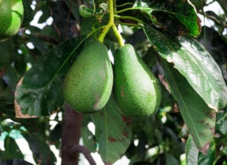 Agriculture Blossoms Again in Annual Crop Report, Nears $1.8 Billion