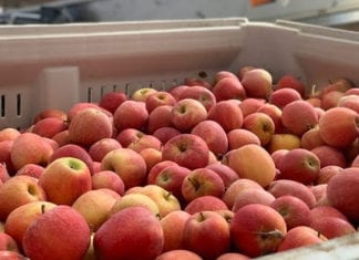 A Very Popular Fruit Is In Season At The Carlsbad Farmers’ Market
