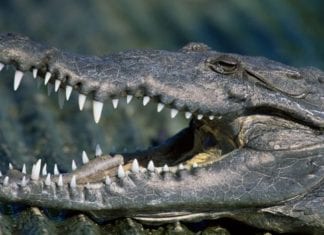 A Crocodile Cannot Stick Out its Tongue.