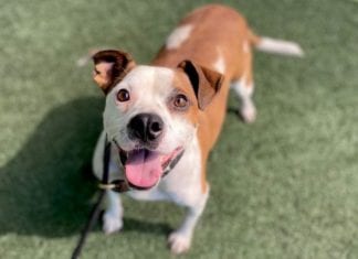 You Can Be a Hero, Adopt a Hurricane Dog!