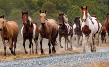 Protecting Animals