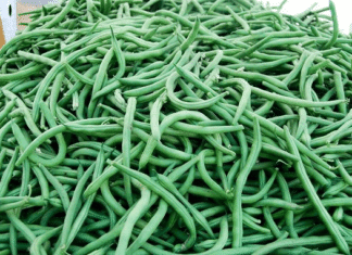 State Street Farmers’ Market Today from 3pm to 6pm Your Freshest Thanksgiving Ever!