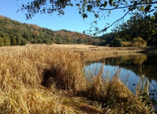 Autumn at Palomar Mountain
