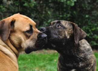 Dangerous Bacteria Outbreak Reported in Local Dogs