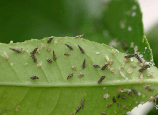State and County Investigate Citrus Disease in Fallbrook