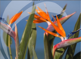 Nominate a Citizen of the Year for Carlsbad