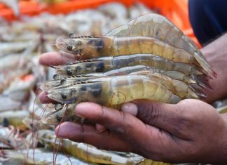 Escondido Scientist is Helping Mankind and Saving the Planet