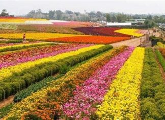 The Flower Fields at Carlsbad Ranch NEEDS Volunteer Drivers