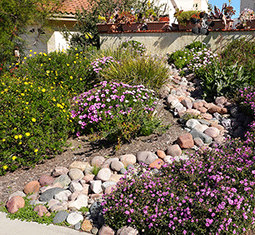 Got a Water Efficient-Efficient, Gorgeous Yard?
