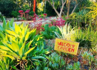 We’re Looking for Special Volunteers!