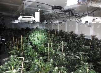 Illegal Marijuana Cultivation – Warner Springs