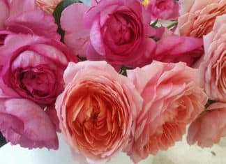 Spring Has Sprung At The Farmers’ Market