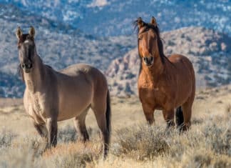 Protecting Wild Horses and Burros in California