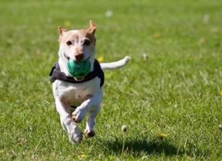 Upcoming San Elijo Hills Dog Parks Maintenance Closures