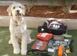 Pet Preparedness Month Reminds Residents to Make Plans for Furry Family Member