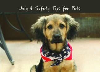 Keep Pets Safe This July 4