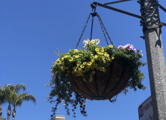 New Hanging Flower Baskets Beautify Carlsbad Village