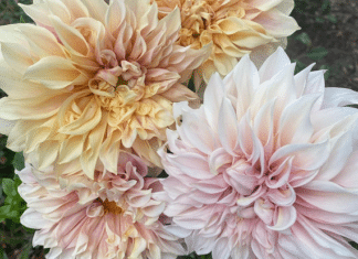 There’s Beauty All Around Us At The Market