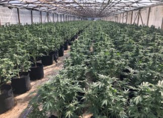 Nearly $8 Million Worth of Marijuana Seized in Valley Center