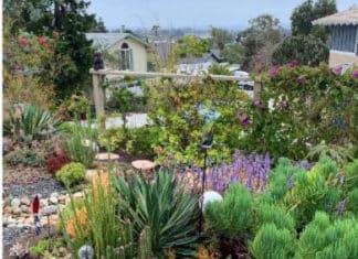 City of Oceanside 2021 Landscape Contest Winners Announced