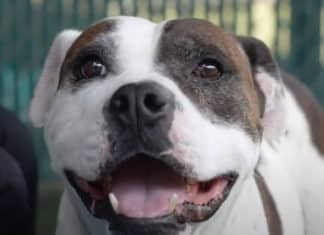 Pet of the Week – Spike