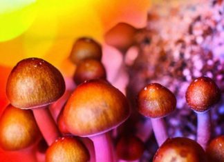 Hash Oil & Psilocybin (Mushroom) Lab – Warner Springs