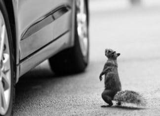 How To Protect Your Car From Rodents