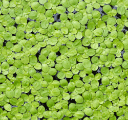 San Marcos Based Plant Protein Start-Up Plantible Foods Raises $21.5M