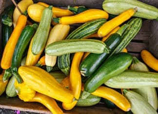 Summer Squash On The First Day Of Fall