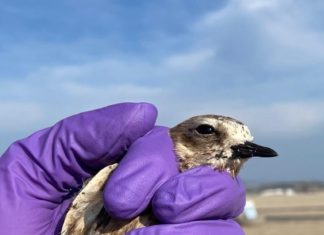 Oceanside Emergency Operations Closely Monitoring Impacts of Oil Spill