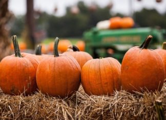 Escondido High Hosts Pumpkinfest Saturday, October 23