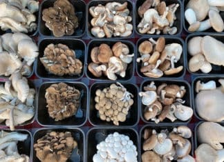 Mushrooms Are Back at The Market