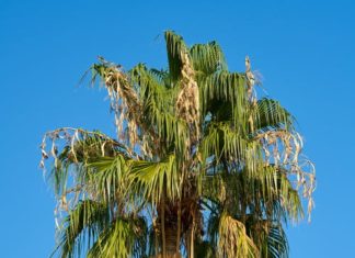 City of Oceanside Tree Trimming Taking Place