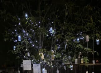 Wishing Tree in Vista